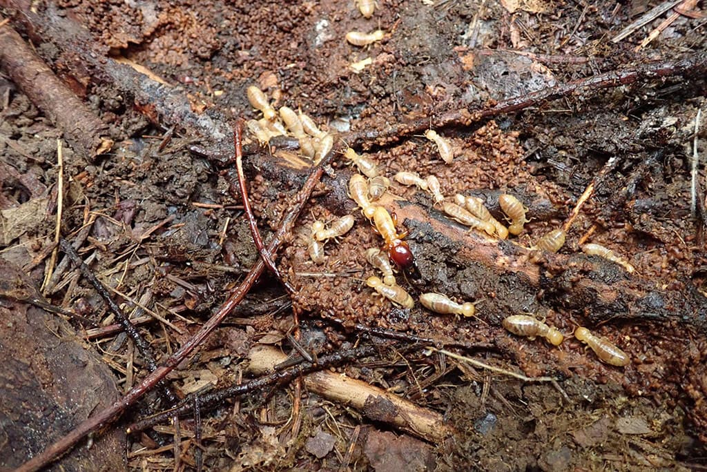 Dampwood termites in wet, decayed wood, where this species is most commonly found
