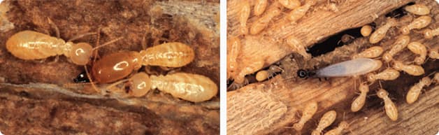 Subterranean Soldier (Left) & Swarmer (Right) with Workers <br/>(Image: Dr. Miller, Virginia Cooperative Extension)