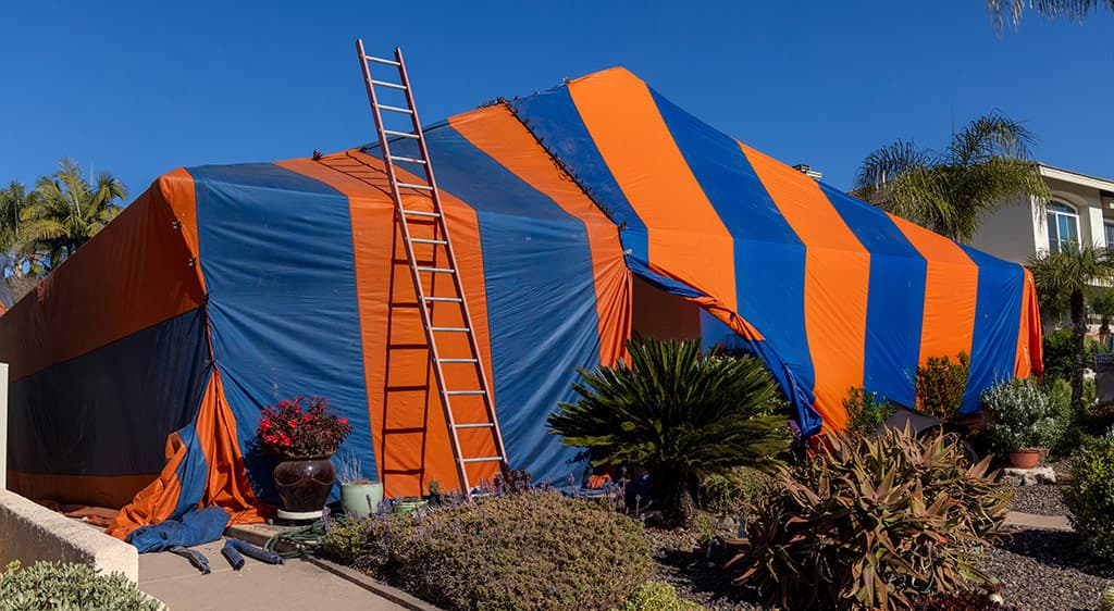 termite fumigation preparation